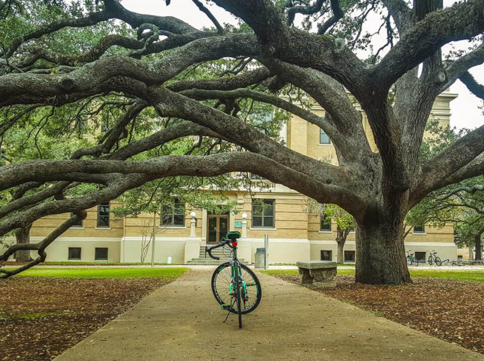 Oak Tree With Bike 1